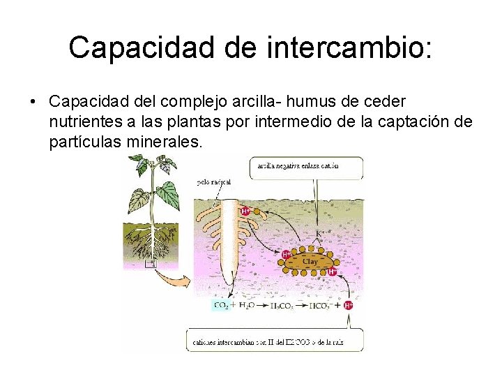 Capacidad de intercambio: • Capacidad del complejo arcilla- humus de ceder nutrientes a las Capacidad de intercambio: • Capacidad del complejo arcilla- humus de ceder nutrientes a las