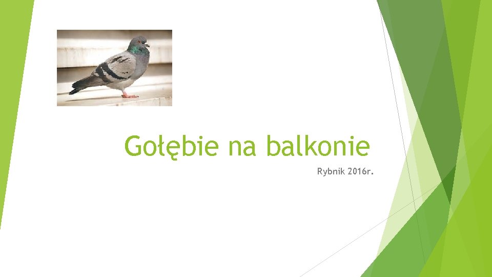 Gołębie na balkonie Rybnik 2016 r. 