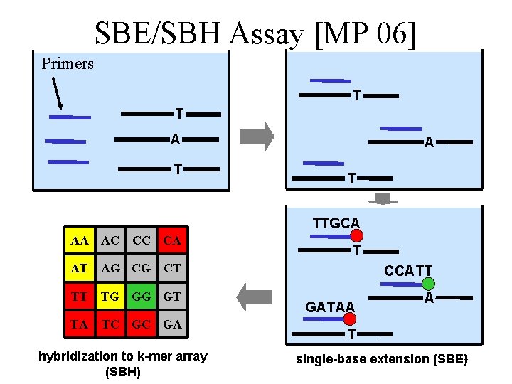 SBE/SBH Assay [MP 06] Primers T T A T TTGCA AA AC CC CA