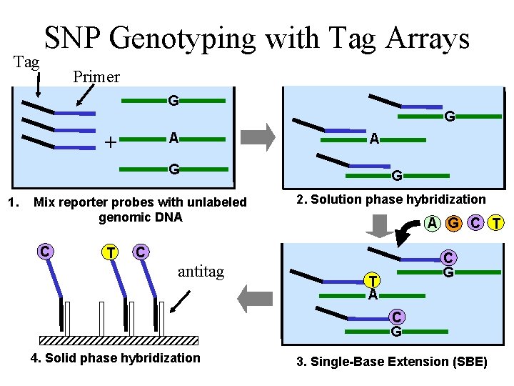 Tag SNP Genotyping with Tag Arrays Primer G + A G 1. Mix reporter