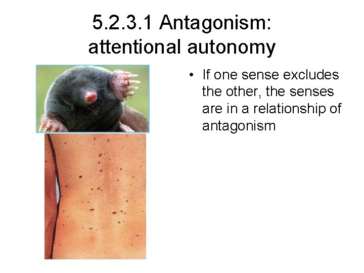 5. 2. 3. 1 Antagonism: attentional autonomy • If one sense excludes the other,