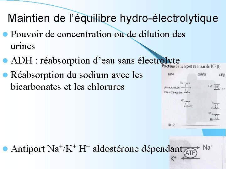 Maintien de l’équilibre hydro-électrolytique l Pouvoir de concentration ou de dilution des urines l