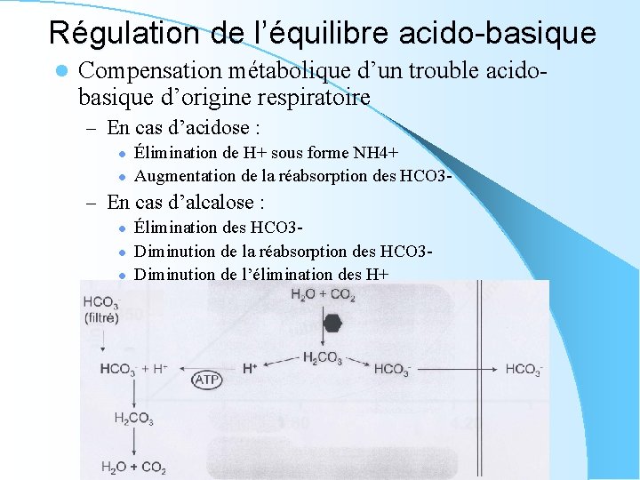 Régulation de l’équilibre acido-basique l Compensation métabolique d’un trouble acidobasique d’origine respiratoire – En