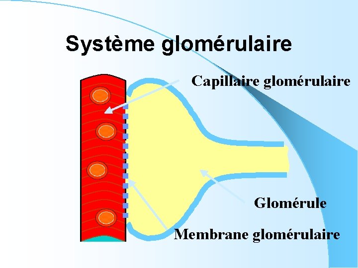 Système glomérulaire Capillaire glomérulaire Glomérule Membrane glomérulaire 