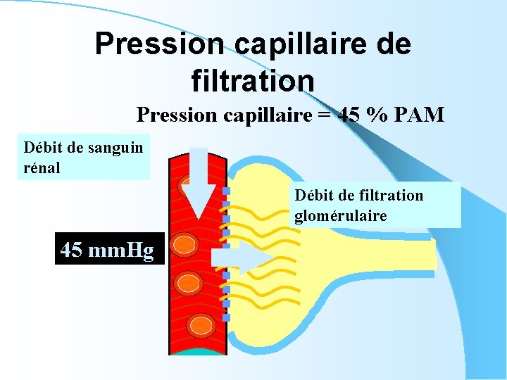 Pression capillaire de filtration Pression capillaire = 45 % PAM Débit de sanguin rénal