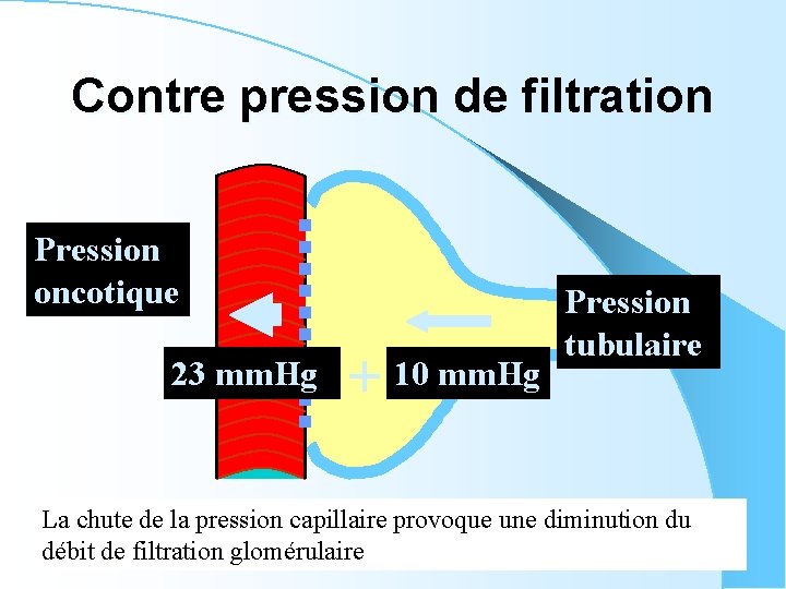 Contre pression de filtration Pression oncotique 23 mm. Hg + 10 mm. Hg Pression