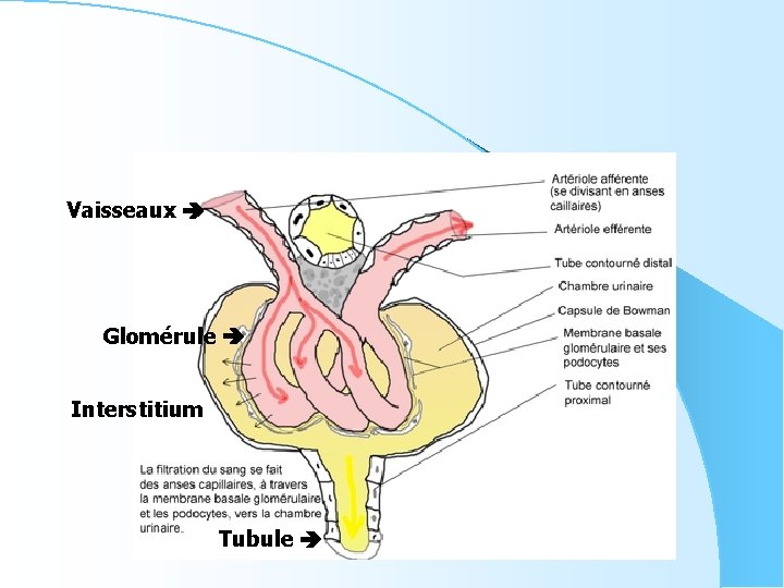 Vaisseaux Glomérule Interstitium Tubule 