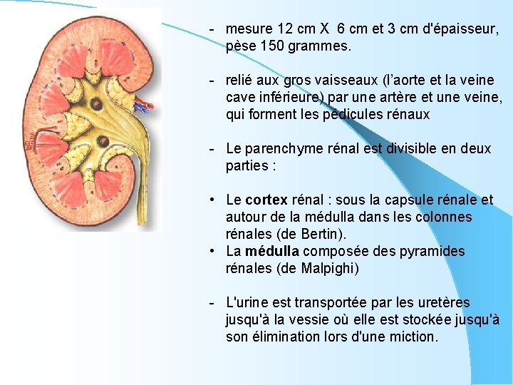 - mesure 12 cm X 6 cm et 3 cm d'épaisseur, pèse 150 grammes.