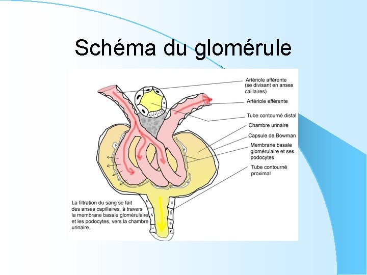 Schéma du glomérule 