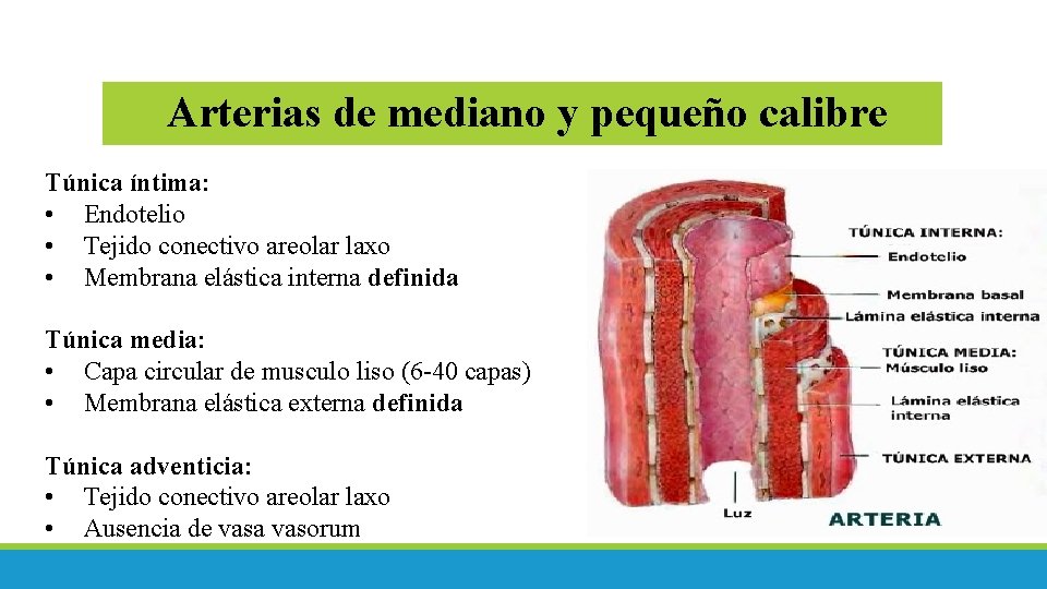 Arterias de mediano y pequeño calibre Túnica íntima: • Endotelio • Tejido conectivo areolar