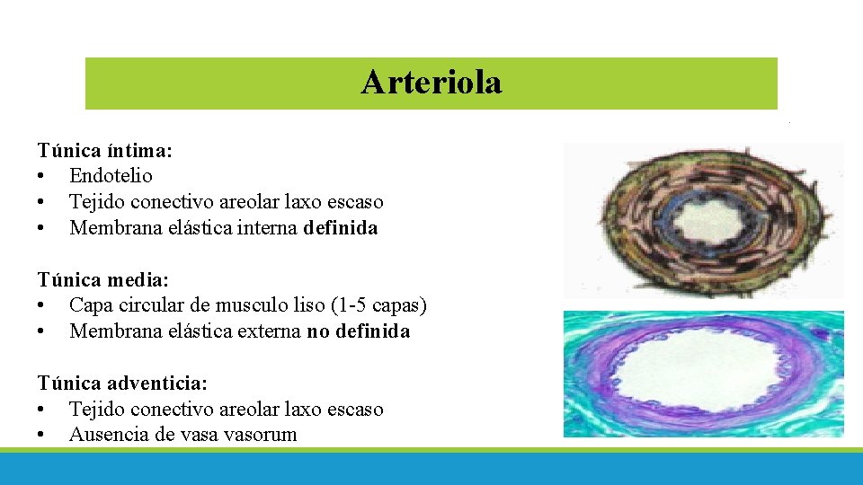 Arteriola Túnica íntima: • Endotelio • Tejido conectivo areolar laxo escaso • Membrana elástica