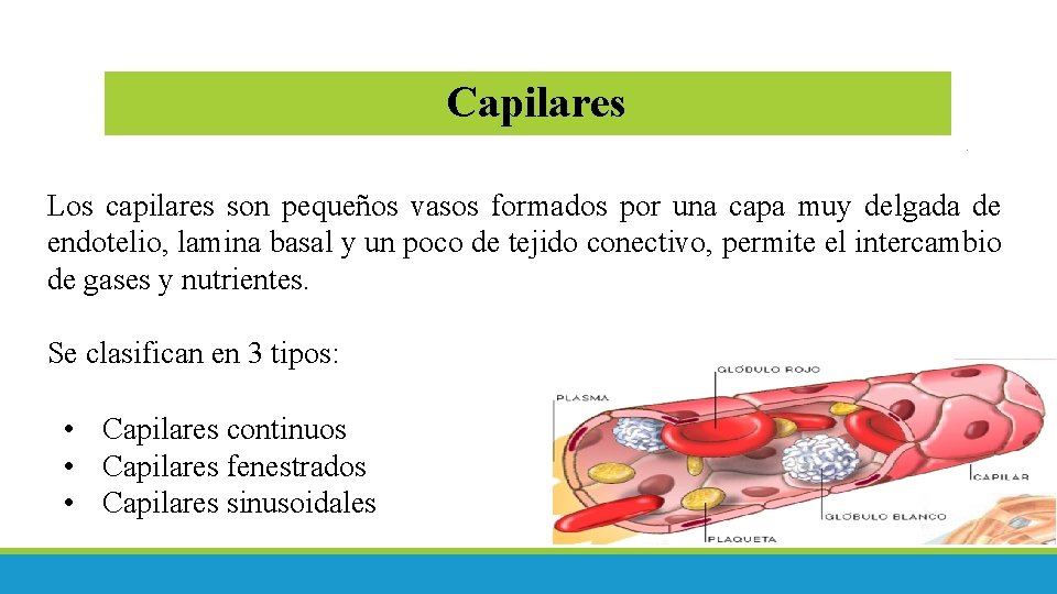 Capilares Los capilares son pequeños vasos formados por una capa muy delgada de endotelio,