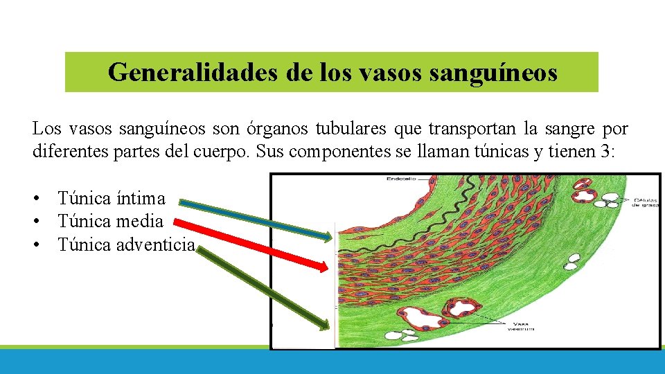 Generalidades de los vasos sanguíneos Los vasos sanguíneos son órganos tubulares que transportan la