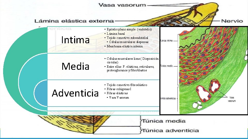 Intima Media Adventicia • Epitelio plano simple (endotelio) • Lámina basal • Tejido conectivo