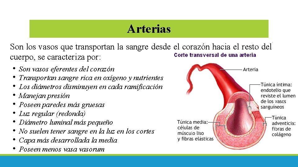 Arterias Son los vasos que transportan la sangre desde el corazón hacia el resto