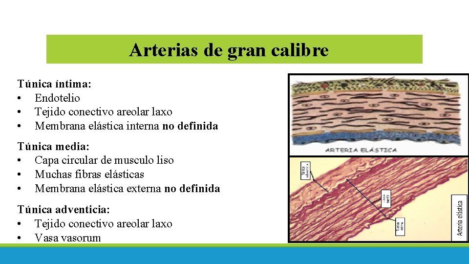 Arterias de gran calibre Túnica íntima: • Endotelio • Tejido conectivo areolar laxo •