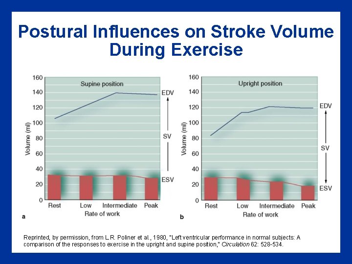 Postural Influences on Stroke Volume During Exercise Reprinted, by permission, from L. R. Poliner