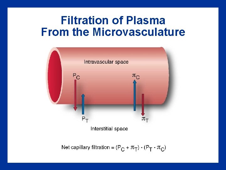 Filtration of Plasma From the Microvasculature 