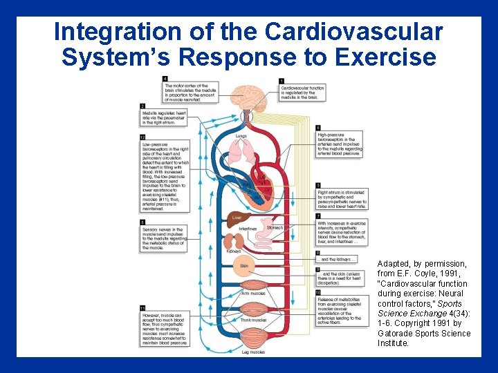 Integration of the Cardiovascular System’s Response to Exercise Adapted, by permission, from E. F.