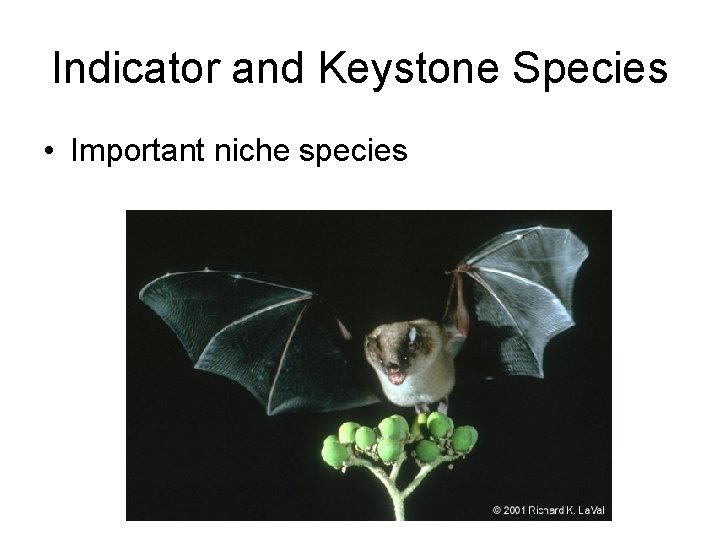 Indicator and Keystone Species • Important niche species 