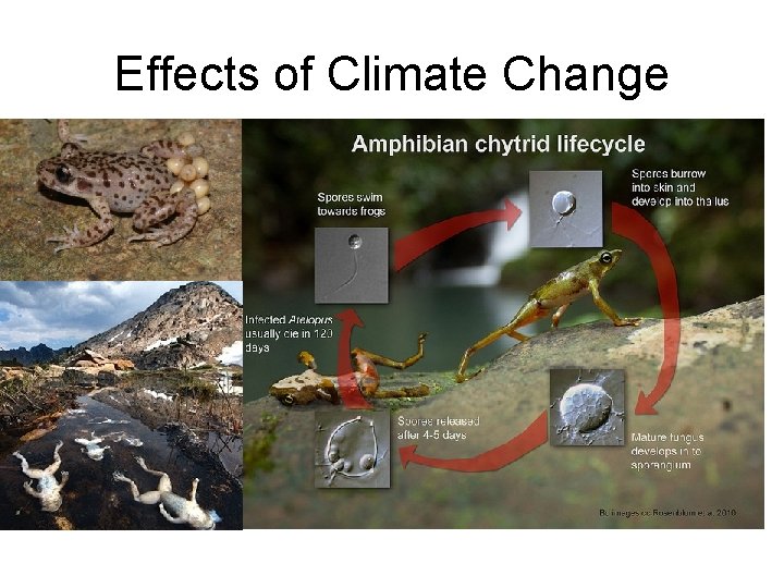 Effects of Climate Change 