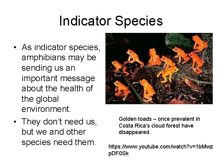 Indicator Species • As indicator species, amphibians may be sending us an important message