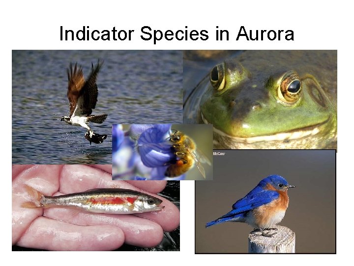 Indicator Species in Aurora 