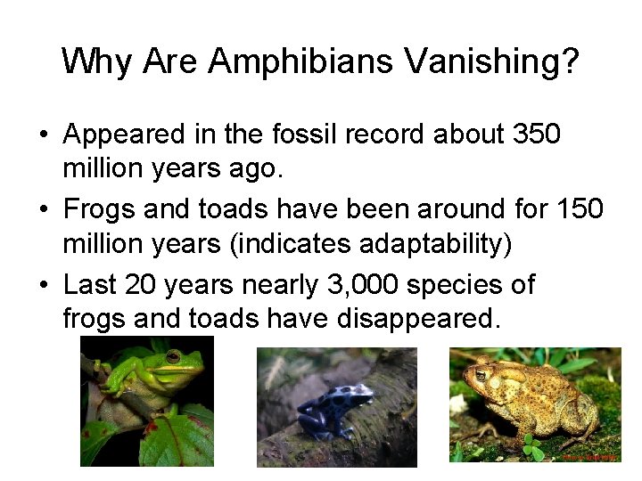 Why Are Amphibians Vanishing? • Appeared in the fossil record about 350 million years