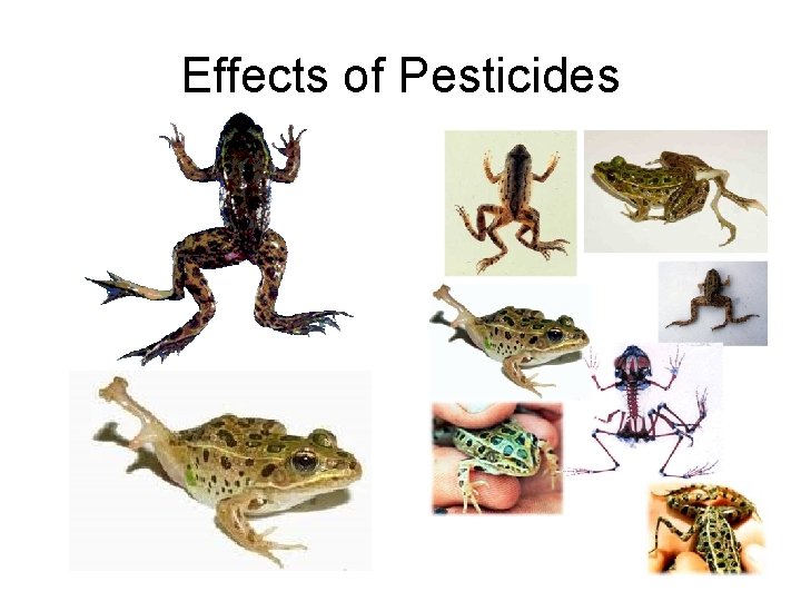 Effects of Pesticides 