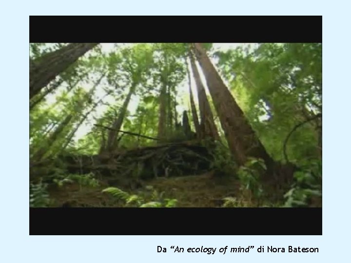 Da “An ecology of mind” di Nora Bateson 