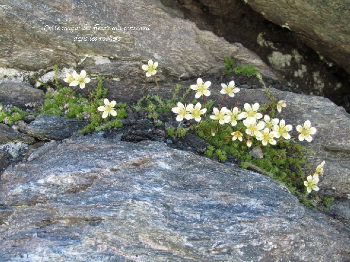 Cette magie des fleurs qui poussent dans les rochers 