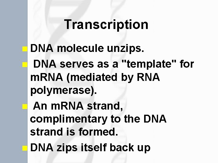Transcription n DNA molecule unzips. n DNA serves as a "template" for m. RNA