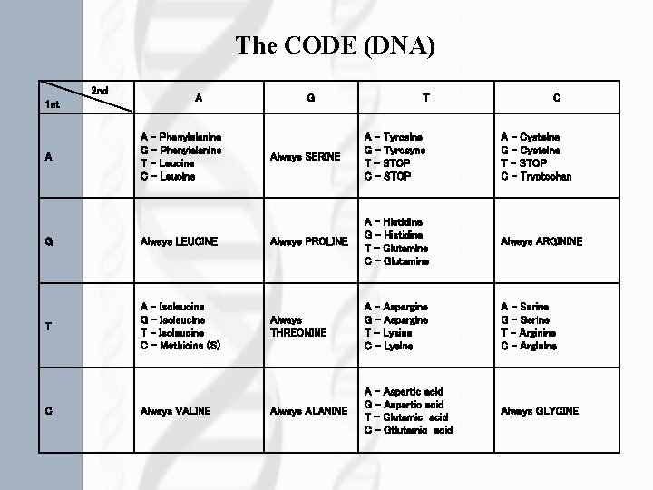 The CODE (DNA) 2 nd 1 st A A A - Phenylalanine G -