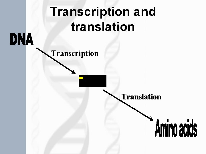 Transcription and translation Transcription Translation 