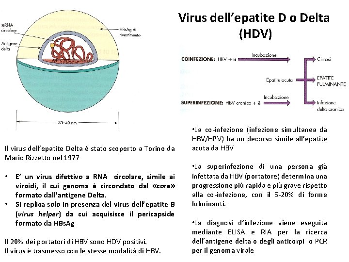 Virus dell’epatite D o Delta (HDV) Il virus dell’epatite Delta è stato scoperto a