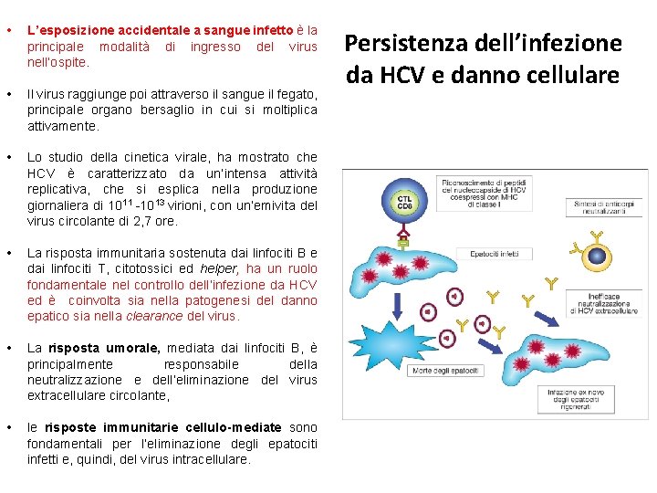  • L’esposizione accidentale a sangue infetto è la principale modalità di ingresso del