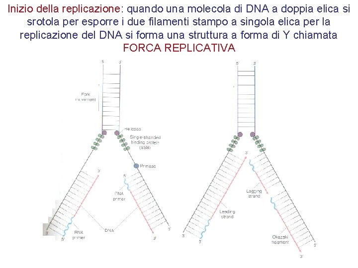 Inizio della replicazione: quando una molecola di DNA a doppia elica si srotola per