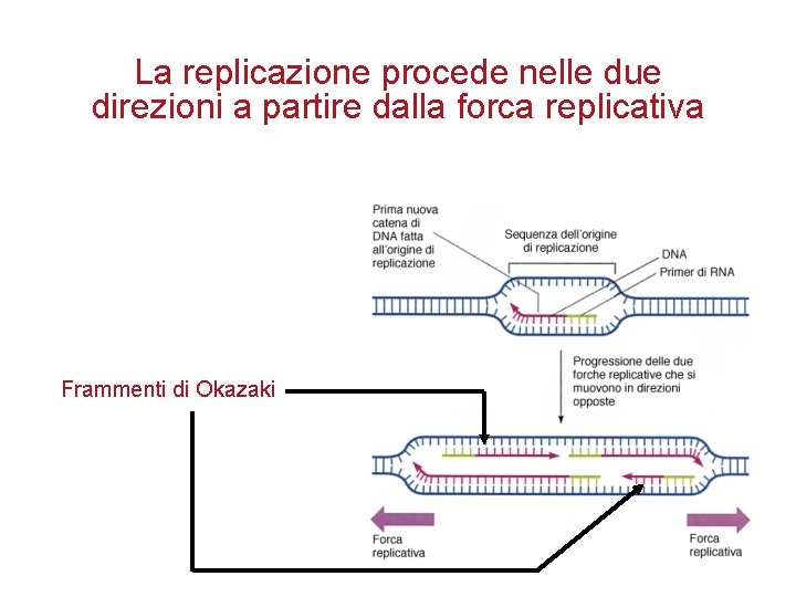 La replicazione procede nelle due direzioni a partire dalla forca replicativa Frammenti di Okazaki