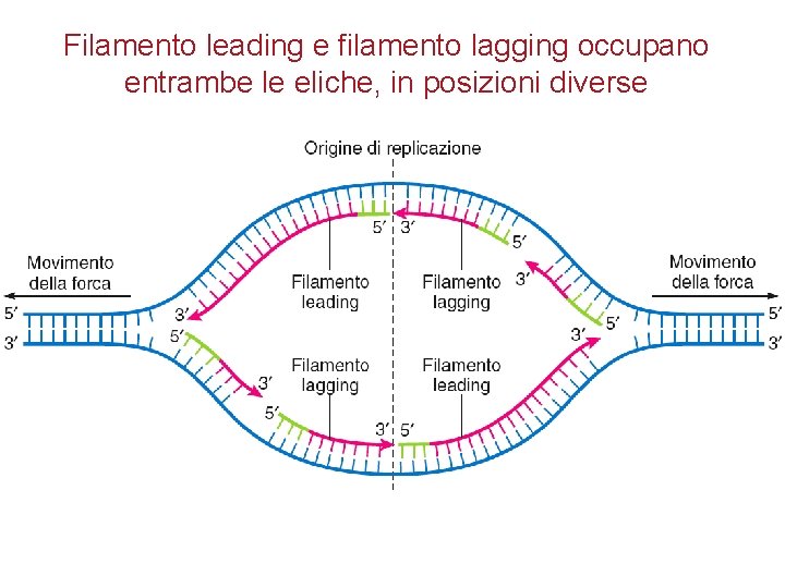Filamento leading e filamento lagging occupano entrambe le eliche, in posizioni diverse Peter J