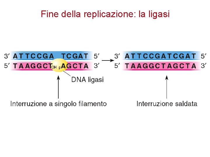 Fine della replicazione: la ligasi 