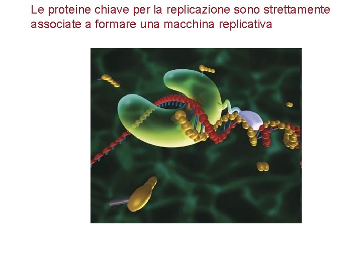 Le proteine chiave per la replicazione sono strettamente associate a formare una macchina replicativa