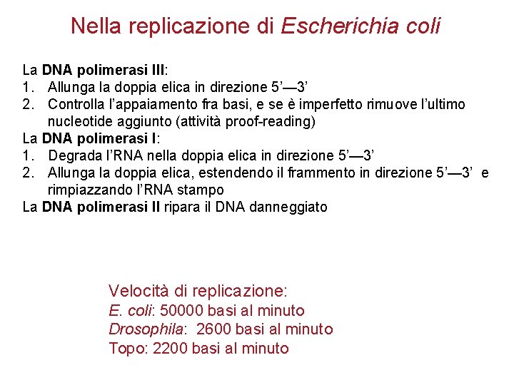 Nella replicazione di Escherichia coli La DNA polimerasi III: 1. Allunga la doppia elica