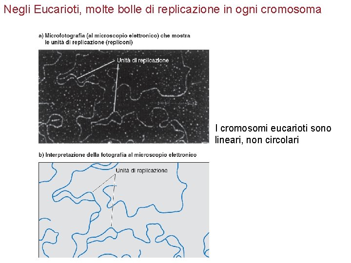 Negli Eucarioti, molte bolle di replicazione in ogni cromosoma I cromosomi eucarioti sono lineari,