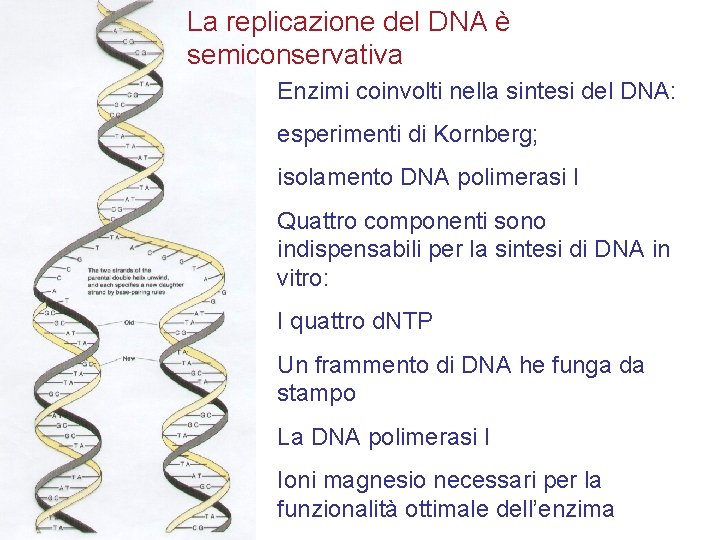 La replicazione del DNA è semiconservativa Enzimi coinvolti nella sintesi del DNA: esperimenti di