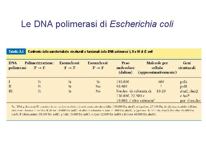 Le DNA polimerasi di Escherichia coli 