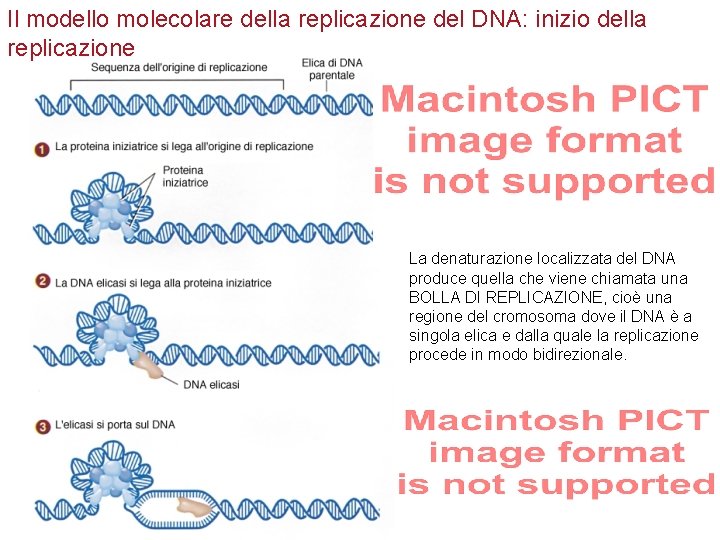 Il modello molecolare della replicazione del DNA: inizio della replicazione La denaturazione localizzata del