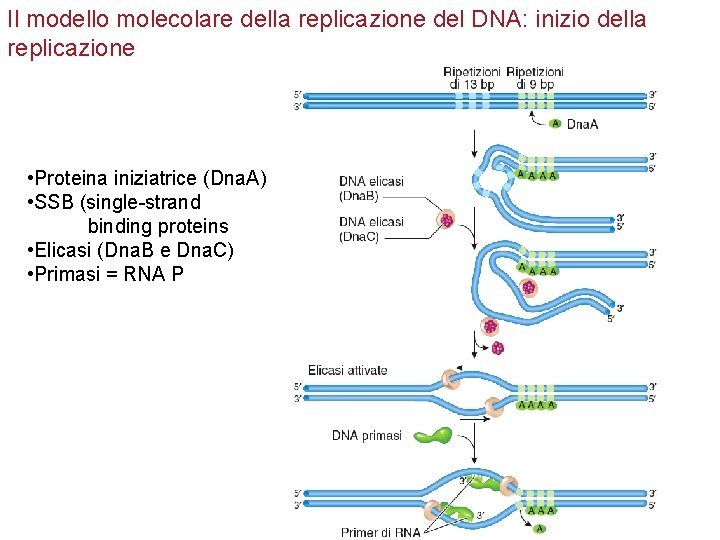Il modello molecolare della replicazione del DNA: inizio della replicazione • Proteina iniziatrice (Dna.