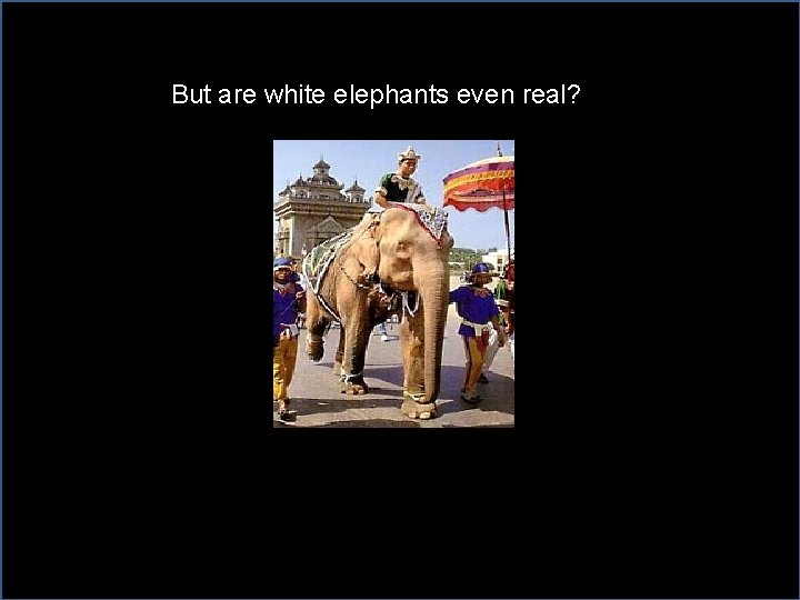 But are white elephants even real? 