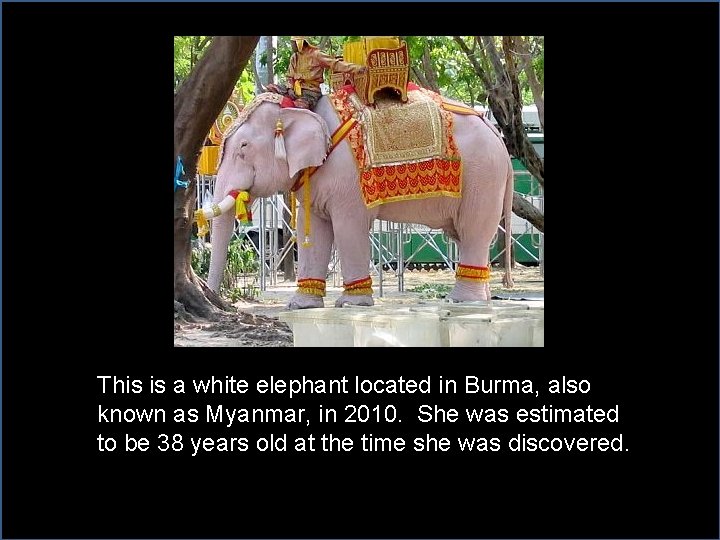 This is a white elephant located in Burma, also known as Myanmar, in 2010.