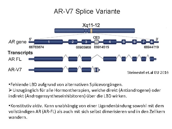 AR-V 7 Splice Variante Steinestel et. al EU 2016 • Fehlende LBD aufgrund von